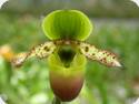 Paph. primulinum var. purpurascens